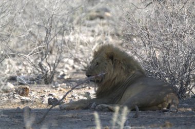 Kenya savanındaki aslan