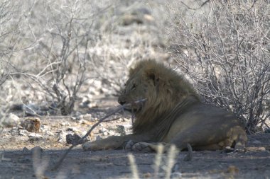 Güney Afrika 'daki Kruger Ulusal Parkı' ndaki kuru çimlerde erkek aslan..