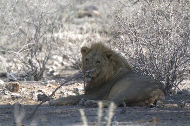 Namibya 'daki Afrika aslanı