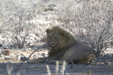 Afrika savanındaki erkek aslan.