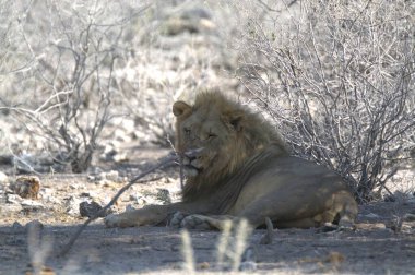 Kenya savanındaki aslan