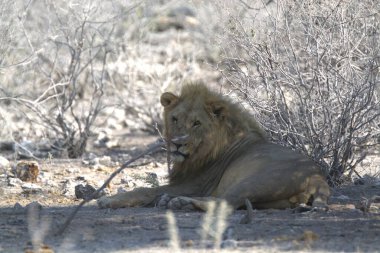 Güney Afrika 'daki Kruger Ulusal Parkı' nda erkek aslan.