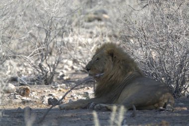 Afrika 'daki Kruger Ulusal Parkı' nda aslan var.