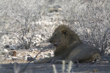 Güney Afrika 'daki Kruger Ulusal Parkı' nda Aslan