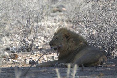 Kenya savanındaki aslan