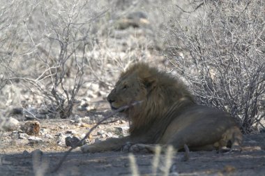 Namibya 'da bir kayanın üzerinde dinlenen erkek aslan.