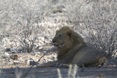 Aslan ın kruger national park, Güney Afrika