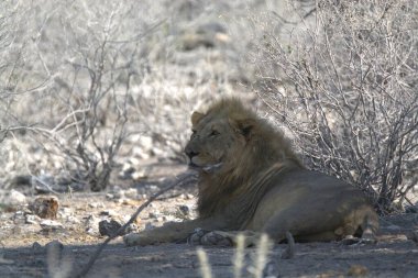 Etoşa Ulusal Parkı 'ndaki Afrika aslanı.