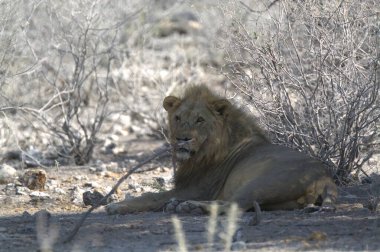 Savannah Kenya aslan