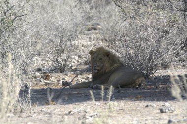 Afrika aslanı (panthera leo )