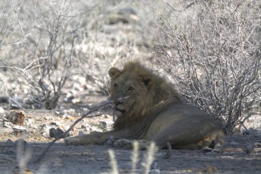Afrika 'da Namibya aslanı