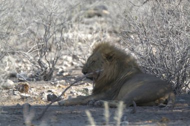 Erkek bir aslan çimenlerde yatıyor.