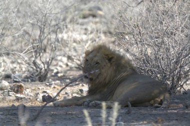 Kenya savanındaki aslan