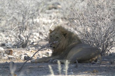 Namibya 'da aslan (panthera leo), Güney Afrika