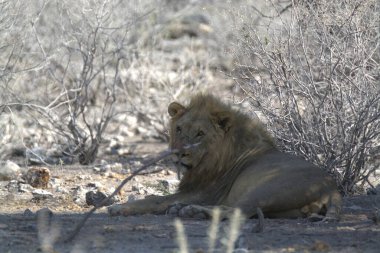 Kenya savanındaki aslan