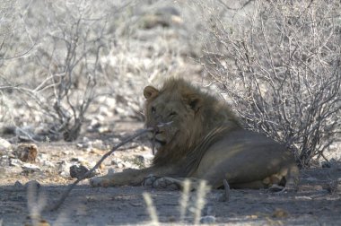 Güney Afrika 'daki Kruger Ulusal Parkı' nda aslan var.