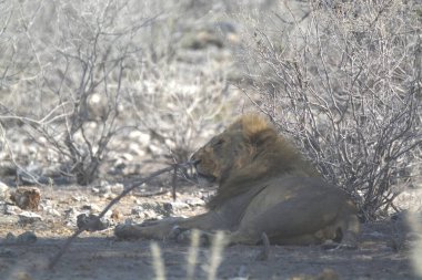 Afrika 'nın bozkırındaki aslan