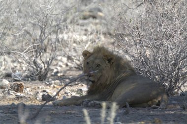 Kuru çimenlerde dinlenen bir erkek aslan..