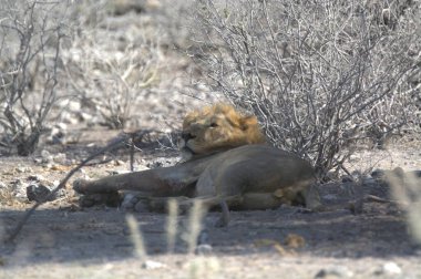 Afrika 'nın bozkırındaki aslan
