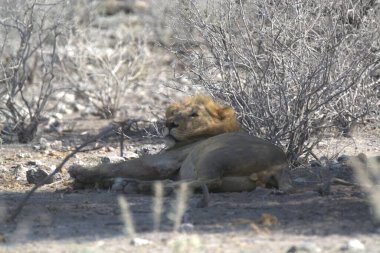 Kuru çölde kuruyup dinlenen bir aslan.