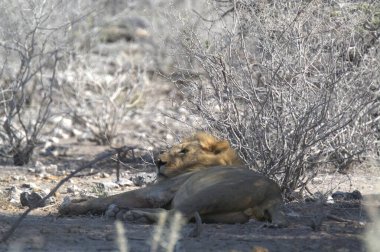 erkek aslan çim döşeme