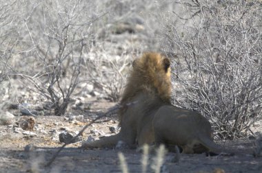 Afrika 'nın bozkırındaki aslan