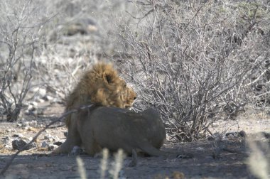 Kenya savanındaki aslan