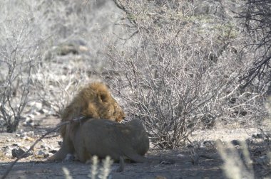 Namibya 'daki Etoşa Ulusal Parkı' nda bir erkek aslan.