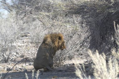 Kenya savanındaki aslan