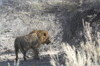 Namibya çölündeki aslan