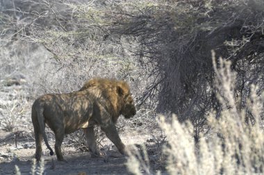 erkek aslan etkin ulusal park, Namibya