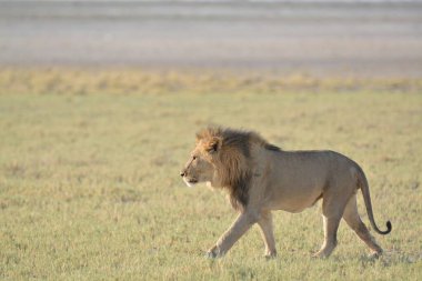 Afrika 'da savanadaki aslan