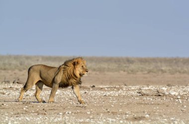 Namibya 'da Etoşa aslanı