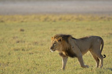 Afrika savanındaki aslan.