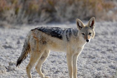 Çöldeki vahşi tilki