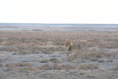 Vahşi bir Afrika savanasının güzel bir fotoğrafı.