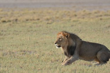 Aslan savanada yürüyor