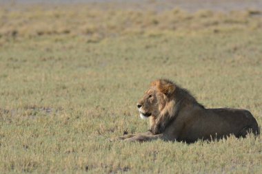 Kenya 'nın vahşi aslanı, Afrika
