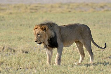 Güneşli bir günde Afrika 'nın bozkırında bir aslan