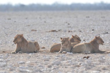 Savanadaki bir grup vahşi at.