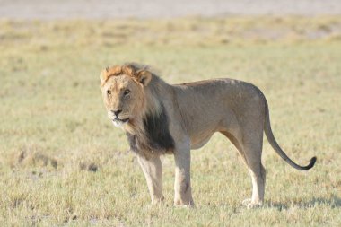 Afrika Aslanı, Panthera Leo, Çimlerde Erkek, Kenya