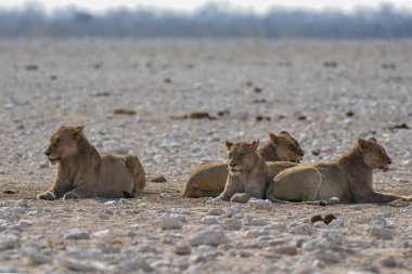 Etoşa Ulusal Parkı, Namibya, Afrika 'daki Afrika aslanları