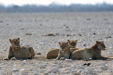 Savanadaki bir grup vahşi aslan.