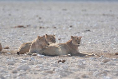 Etoşa namibya 'daki bir grup aslan.