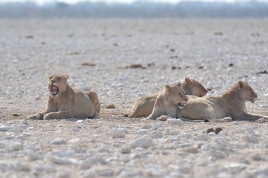 Savanadaki bir grup aslan.