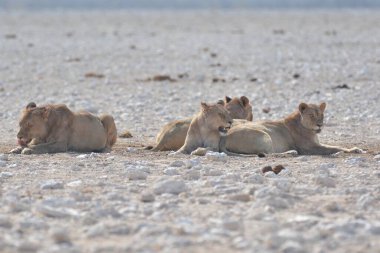 Namibya 'daki Etoşa' nın aslan ailesi