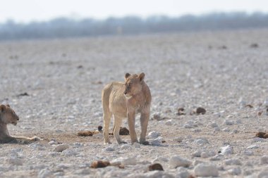 Etoşa 'daki vahşi aslan.