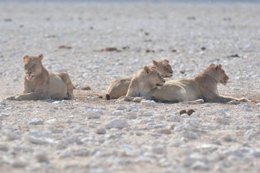 Namibya savanındaki vahşi Afrika aslanı.