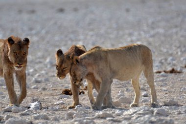 Etoşa 'daki Afrika vahşi aslanı.