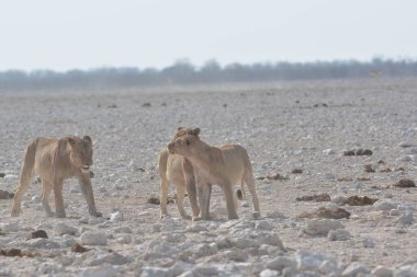 Beyaz fil veya aslan (panthera leo) ya da dişi aslan, Panthera leo ya da panthera leo olarak da bilinir.